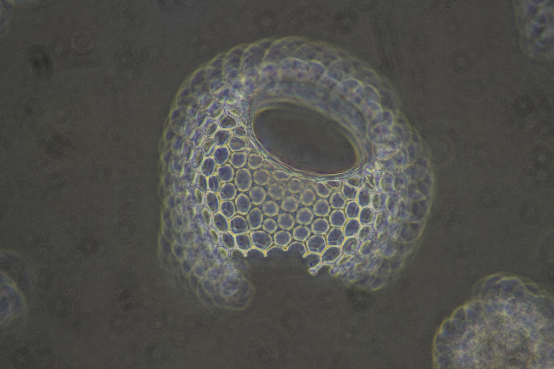 Radiolaria17.jpg
