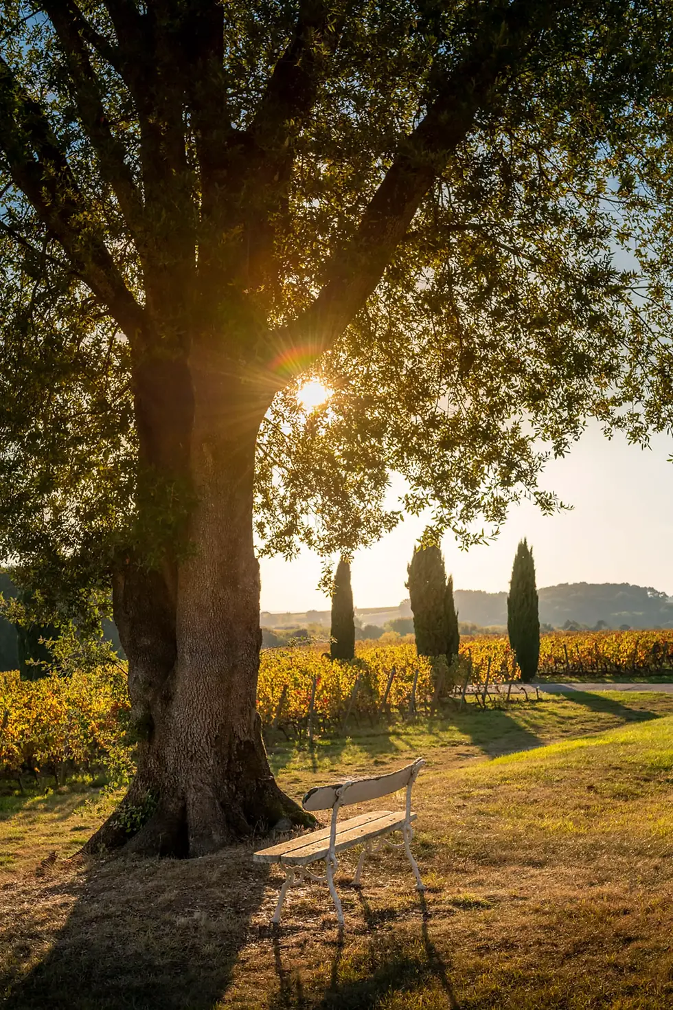 Sunset through tree branches in vineyard. A bench under the tree, and rows of vines and cypress trees in the background. Peaceful mood.