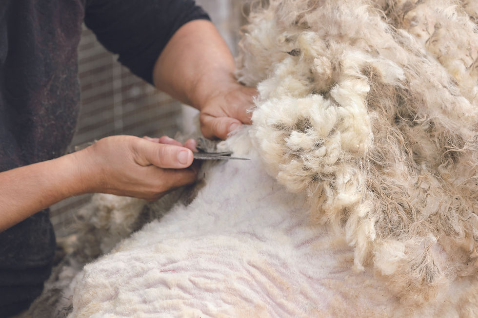 shearing sheep.jpeg