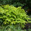 Thumbnail: Aralia cordata 'Sun King'