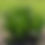 Thumbnail: Blue Flag Iris (Iris versicolor