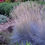 Thumbnail: GR Festuca glauca Elijah Blue