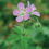 Thumbnail: Geranium maculatum