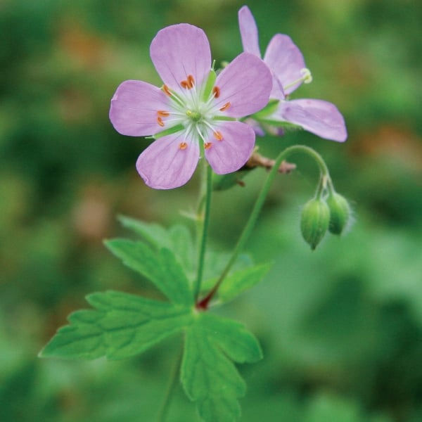 Geranium maculatum