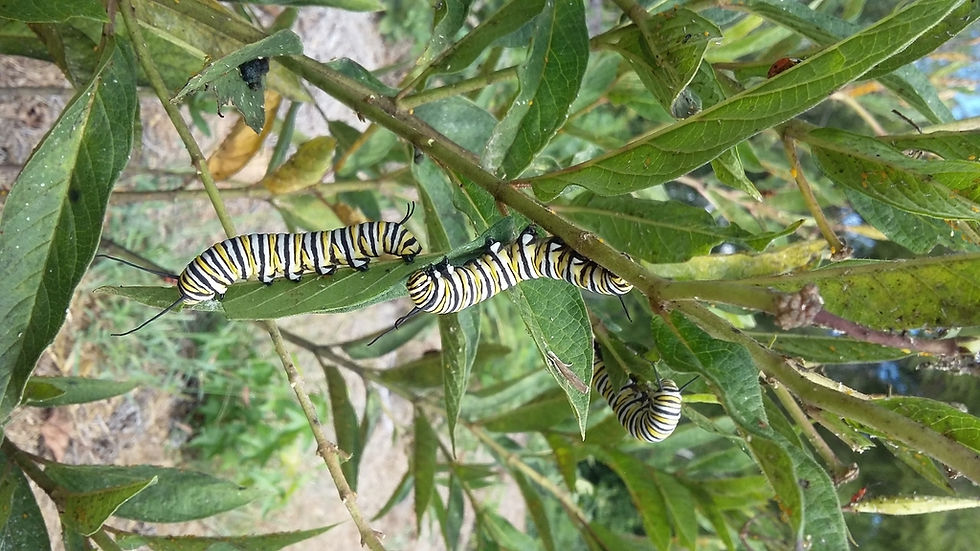 Thumbnail: Asclepias incarnata, Swamp Milkweed