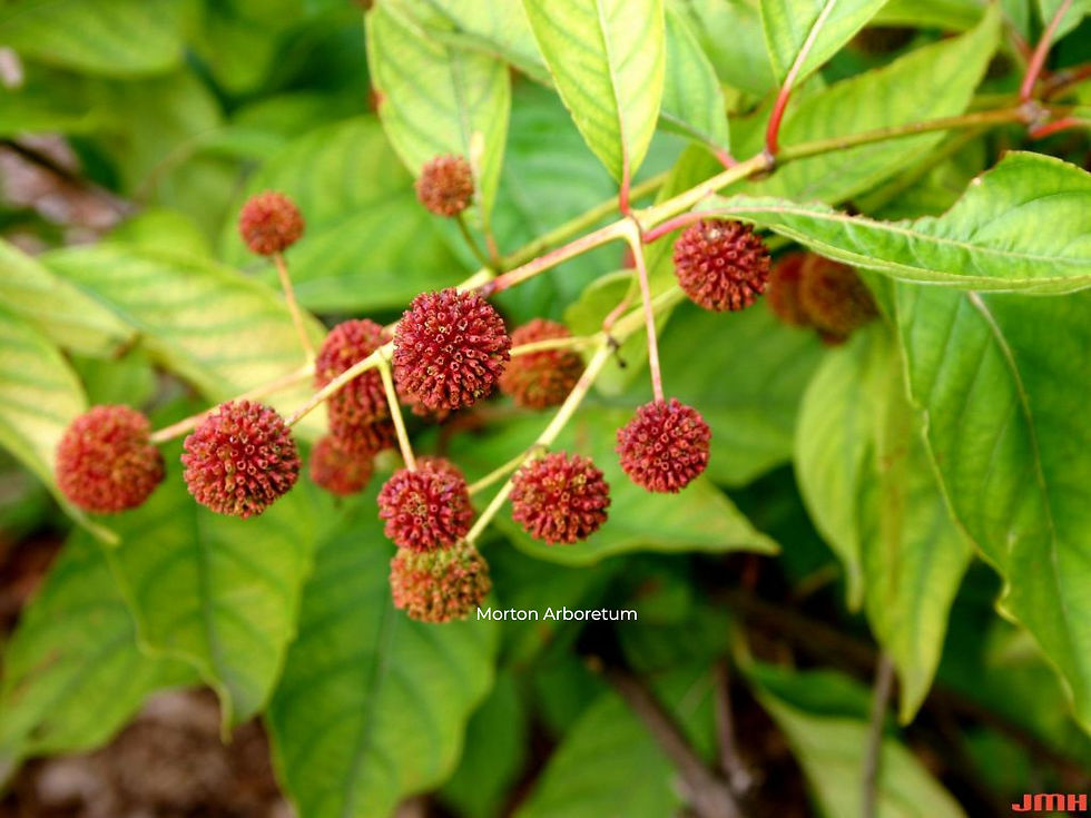 Thumbnail: Buttonbush (Cephalanthus occ.)