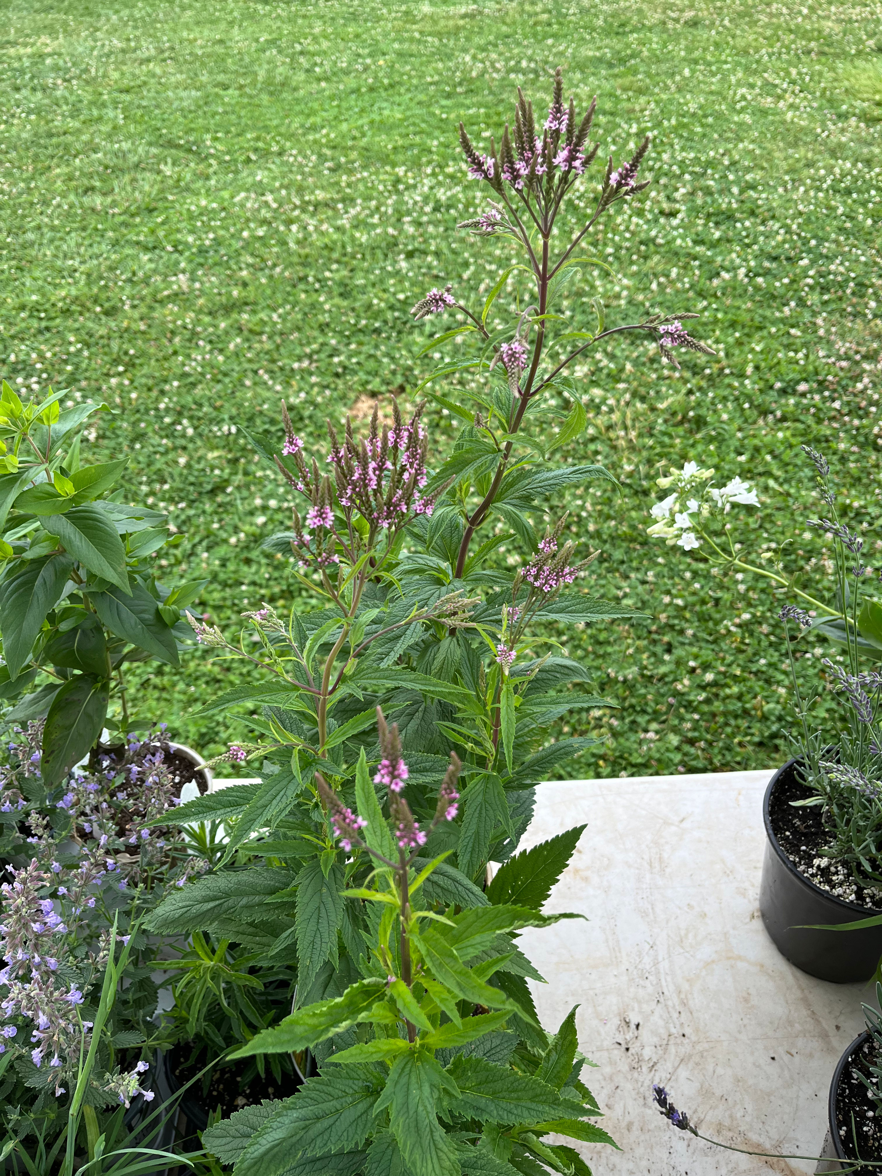 Verbena hastata ‘Pink Spires’