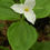 Thumbnail: Great White Trillium (Trillium grandiflorum)
