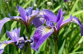 Blue Flag Iris (Iris versicolor