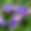 Thumbnail: Blue Flag Iris (Iris versicolor