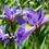 Thumbnail: Blue Flag Iris (Iris versicolor