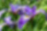 Blue Flag Iris (Iris versicolor