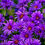 Thumbnail: Aster nov-ang 'Grape Crush'