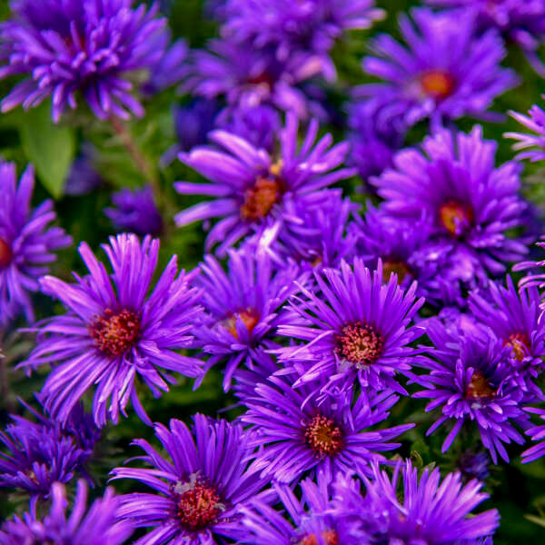 Aster nov-ang 'Grape Crush'