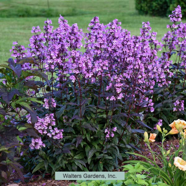 Thumbnail: Penstemon 'Midnight Masquerade'