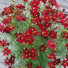 Coreopsis 'Red Satin'