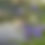 Thumbnail: Blue Flag Iris (Iris versicolor