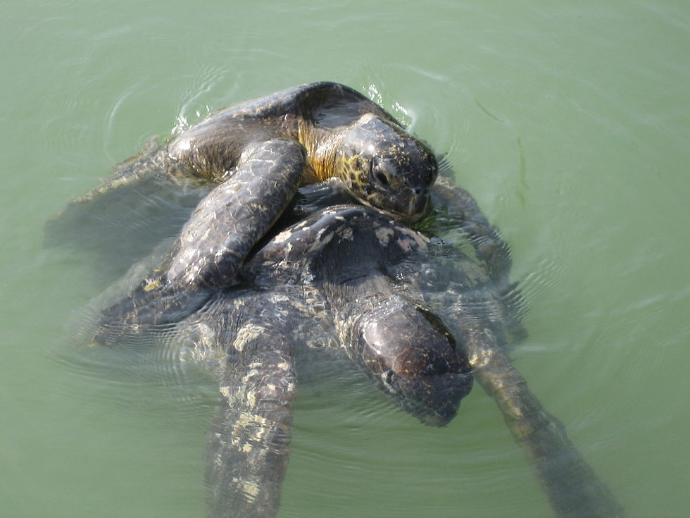 Sea tortoises copulating in the water