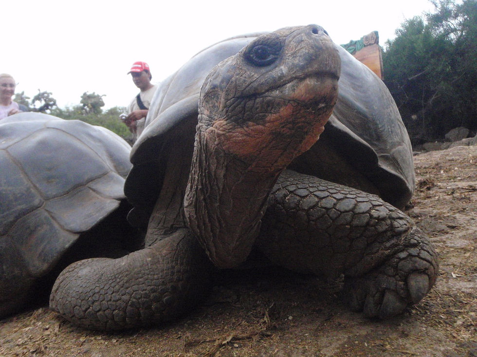 Very old land tortoises