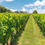 Thumbnail: Small-Group Kumeu Wine Country Tour - Includes Winery Tour & Testing
