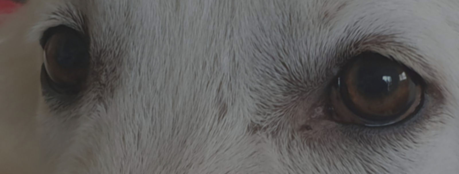 image yeux de chiens