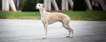 LE WHIPPET