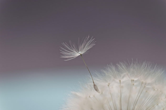 dandelion-6266231_1280.jpg