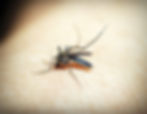 Pest: Mosquito (Culicidae)