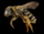 Pest: Bee (Anthophila)