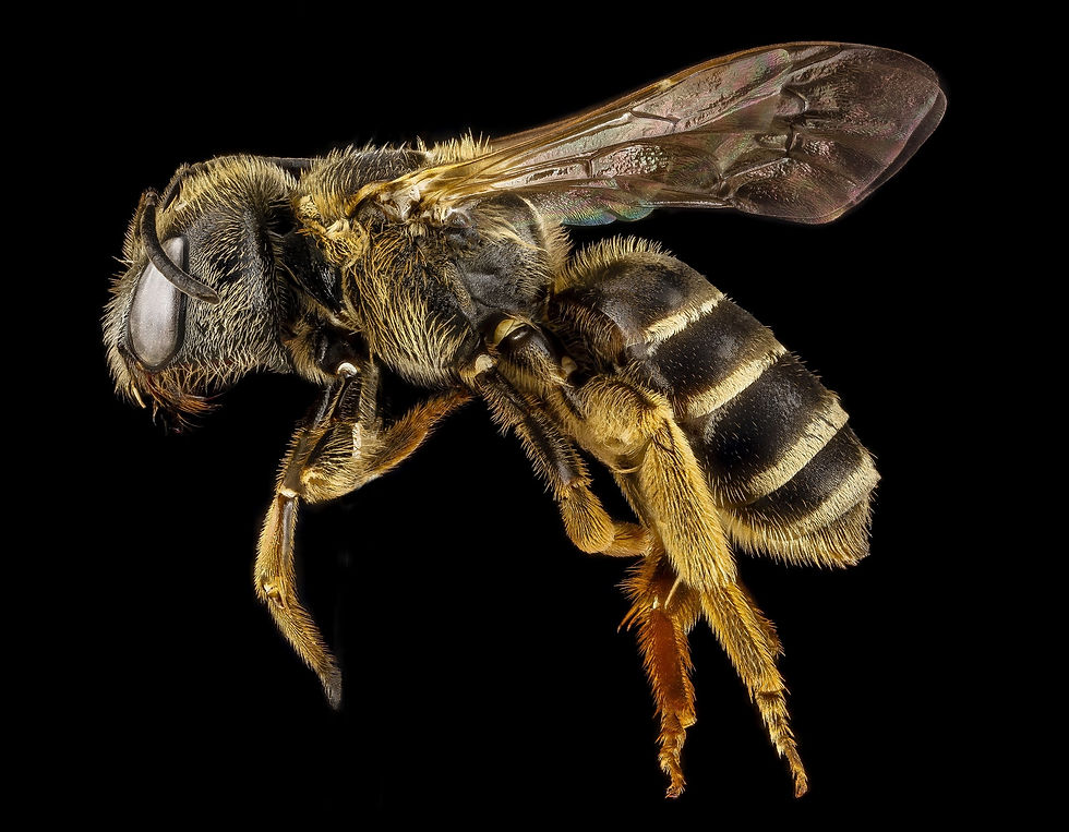 Pest: Bee (Anthophila)