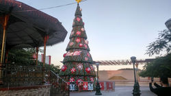 árbol Coca Cola 15 m