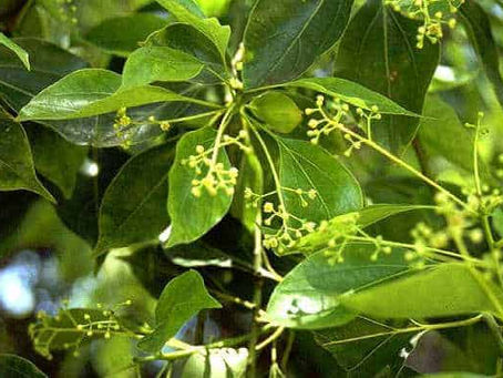 From Lavender to Black Pepper Oil: The Botanical Backbone of CBD Balms