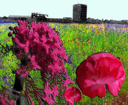 Gillian Holding Holbeck Botanicals 6 (edition of 5 plus 2 AP)Digital print, 90cm