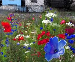 Gillian Holding Holbeck Botanicals 7 (edition of 5 plus 2 AP)Digital print, 90cm