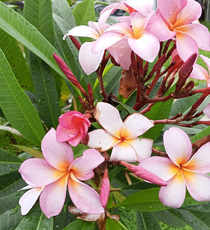 WhatsApp Image 2025-06-08 at 6.41.16 PM (2).jpeg