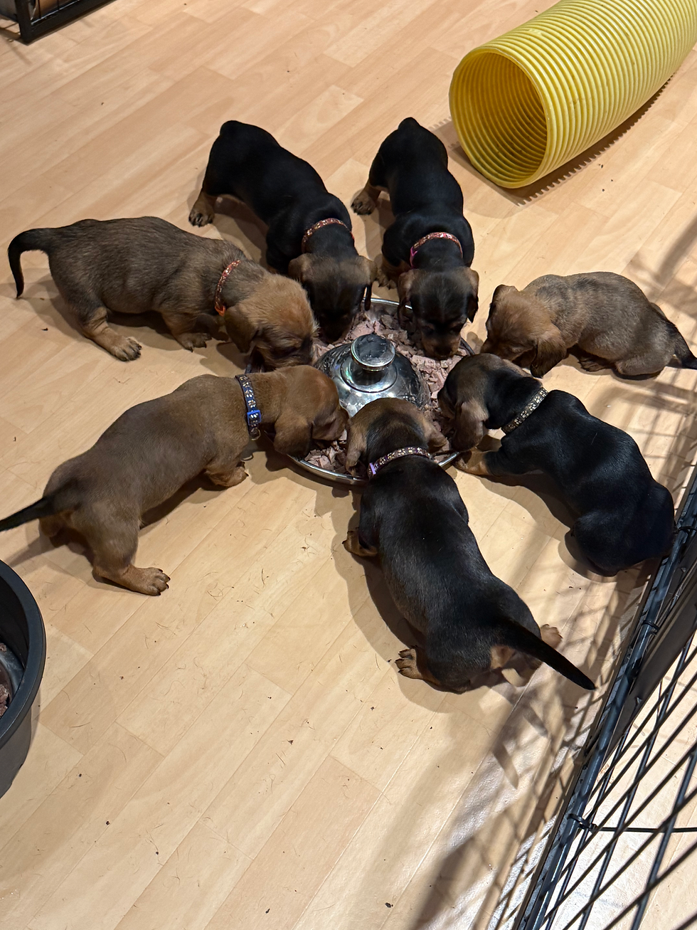 Unser D-Wurf vom Perler Hasenberg FCI