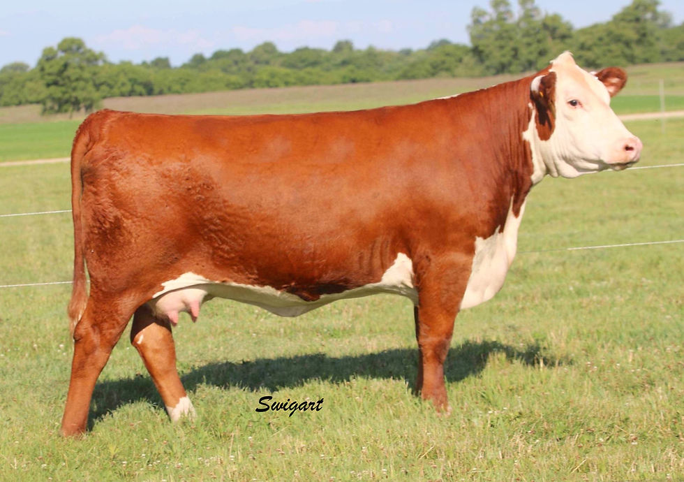 Perks 4042 - Dam of Embryos