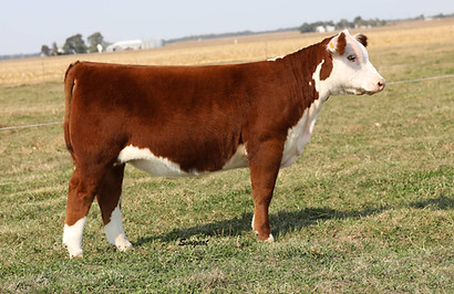 Family Traditions 01H.jpg