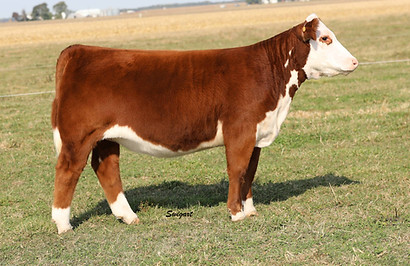 Family Traditions 001H.jpg