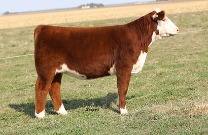 Family Traditions 002H.jpg