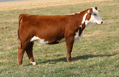 Family Traditions 02H.jpg