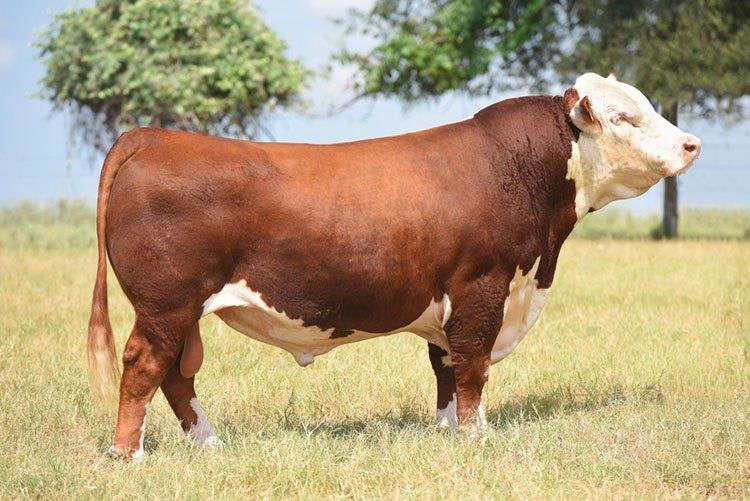 On Point - Sire of Embryos