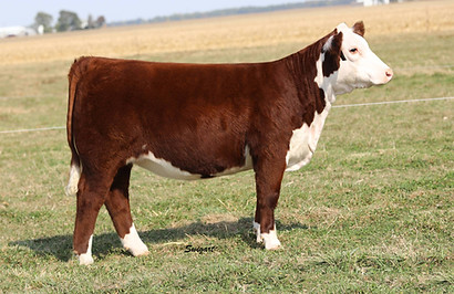 Family Traditions 00H.jpg