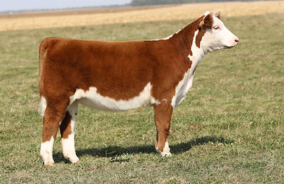 Family Traditions 005H.jpg