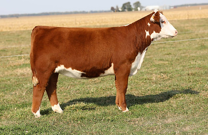 Family Traditions 053H.jpg