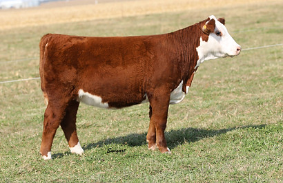 Family Traditions 051H.jpg