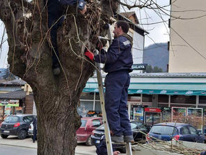 Уређење центра града – орезивање стабала