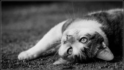 Photo de chat noir et blanc