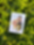 Thumbnail: "LEIS & BOUQUETS" Graduation Card