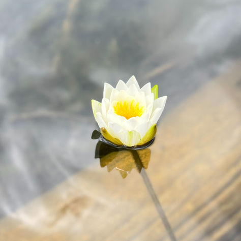 Calm Amidst Chaos: Exercises to Ground Yourself and Reduce Stress